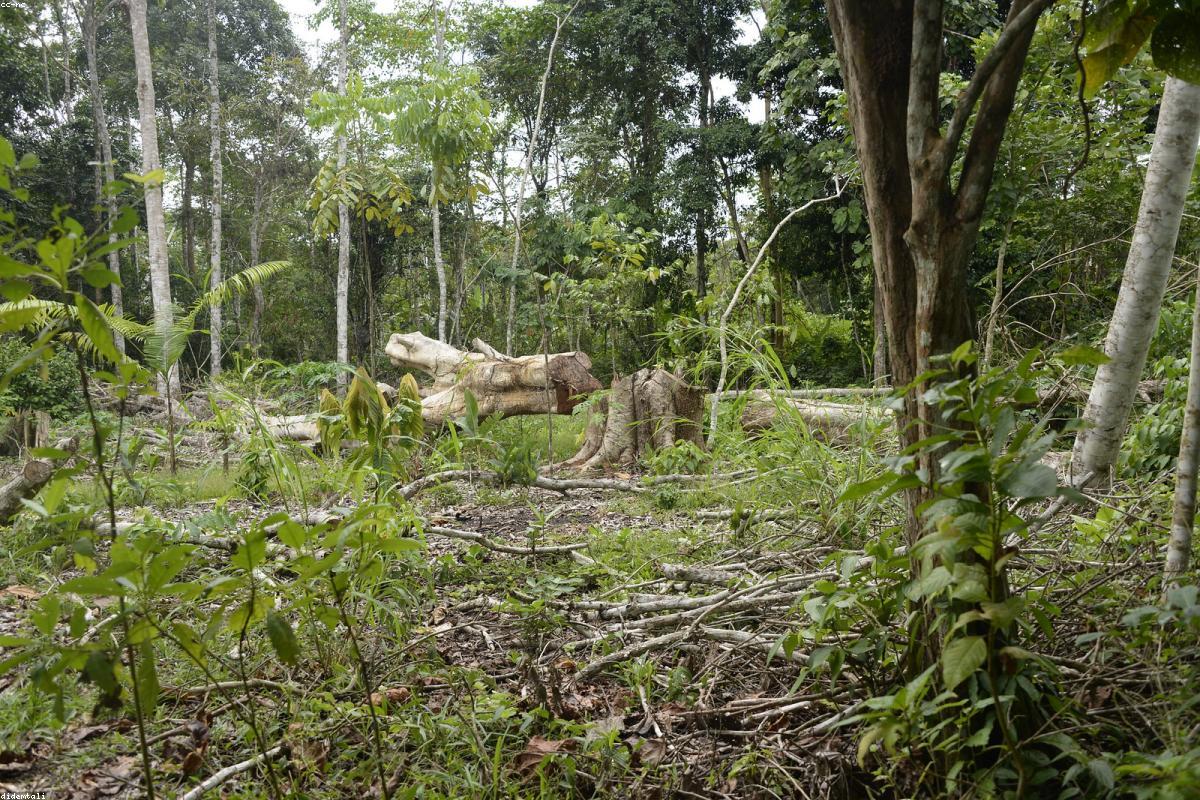 Pueblo Shuar, Amazonia