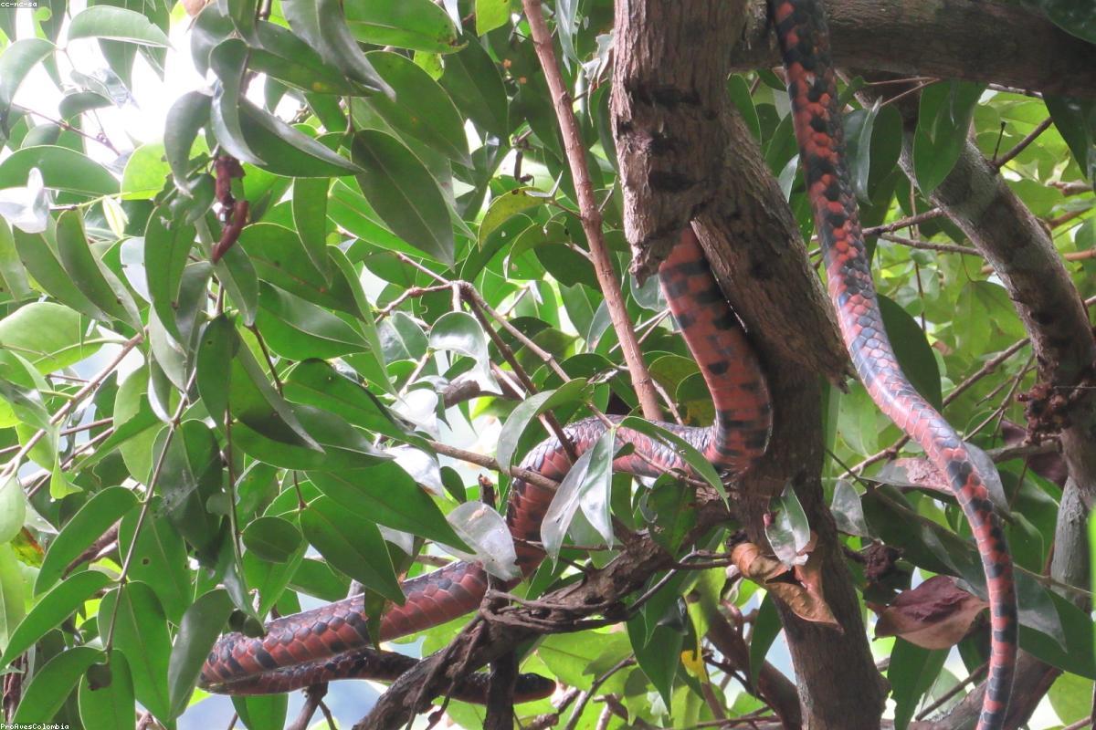 Selva Amazónica, Morona